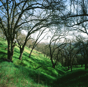 Image of Oak Trees on Mt. Wanda